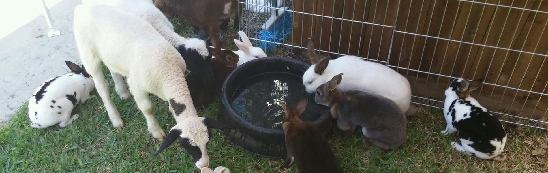 Petting Zoo in Dallas Texs